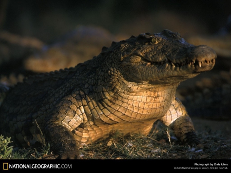 large croc - croccodile, large croc, killer, wallpaper, reptile