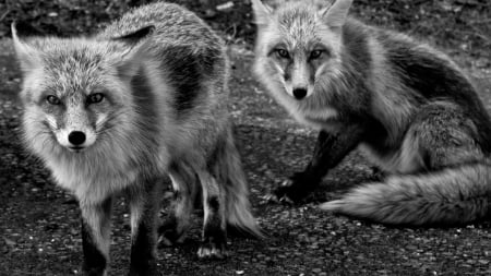 grayscale foxes_ - national geographic, foxes, grayscale, wallpaper