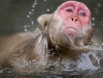 _ japanese macaque