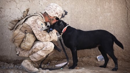 __soldiers dogs - usa, people, soldiers, dogs, military, army, animals