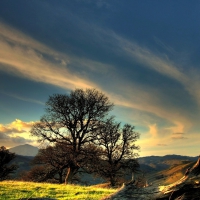 lovely dead tree on a hillside