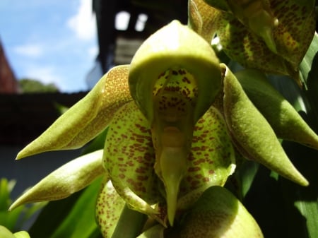 Orquídea verde - linda, verde, sol, orquidea