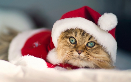 Santa Kitten - christmas, pets, santa, cats, tigers, animals