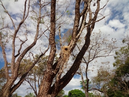 Nido de aves - aves, cielo, nido, arbol