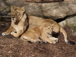 Asian lions