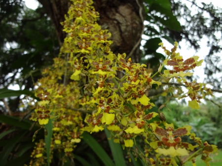 Orquídea Luvia de Oro - amarilla, naturaleza, ramos, orquidea