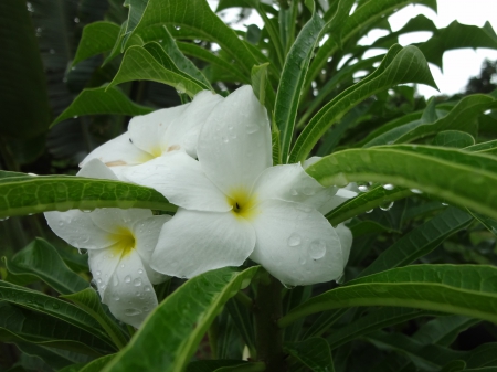 Flor blanca - blanca, naturaleza, bosque, flor