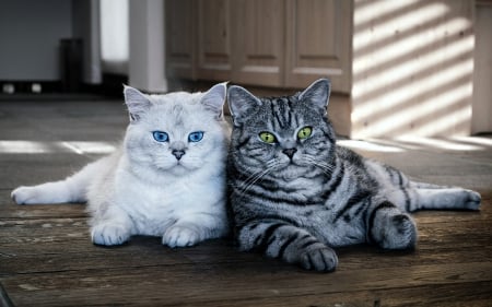 Blue & Green Eye Cats - Stripe, White, Cats, Eyes