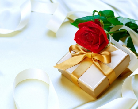 Rose - gift, flower, nature, rose