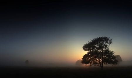 Amazing our planet !! - tree, amazing, land, sunlight