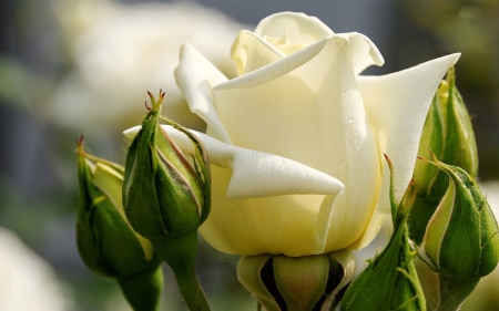 Rose - flowers, rose, beauty, white