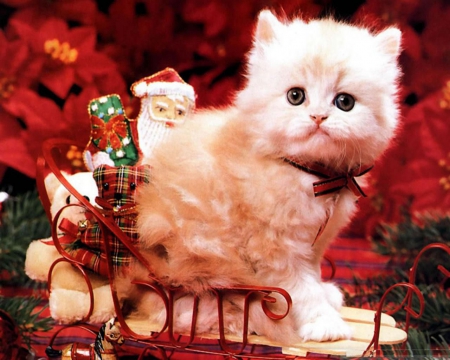 Christmas Cat - decoration, xmas, kitty, fluffy