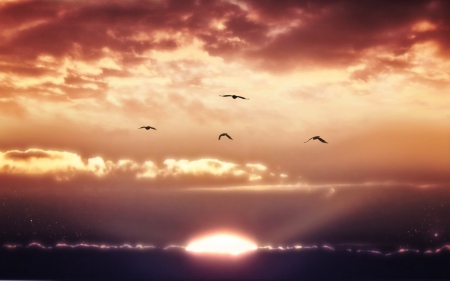 Sunset - cloud, sky, sunset, nature, birds