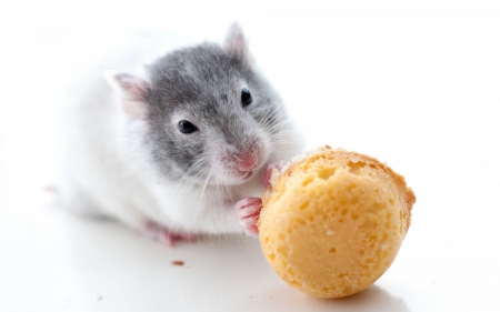 A cookie for Cookie - hamster, cookie, animal, cute, rodent, sweet, dessert, white, food