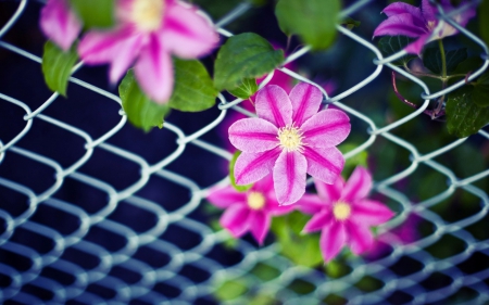 Pink flowers - flower, pink, fence, macro, blue, green