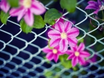 Pink flowers