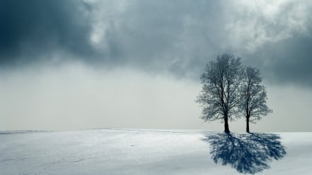 trees on a wintry hill - hill, winter, clouds, shadows, trees