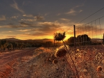 dirt road along a grove at sunset