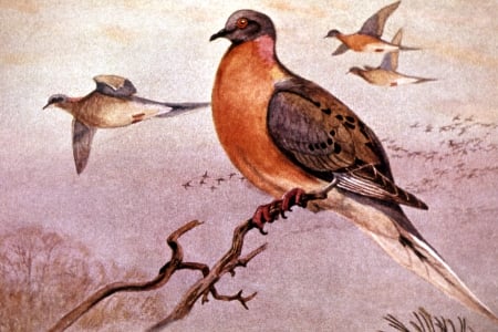 Passenger pigeon(extinct:1914) - birds, chest, red, painting