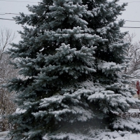 Snowy Pine Tree