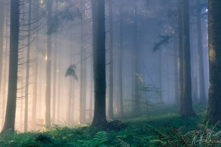 tell you a story - spooky, trees, fog, woodland, color, forest, dark, woods