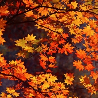 Maple Leaf