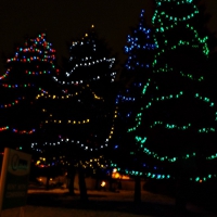 lighted trees