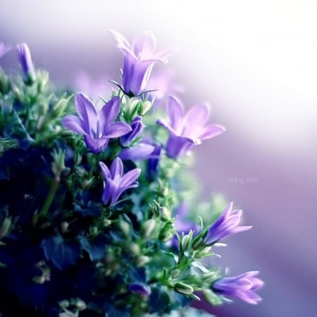 The sound of Silence - flowers, purple, nature, soft