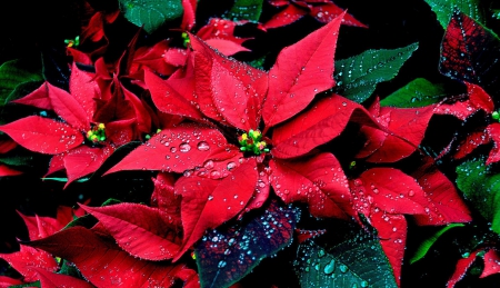 Christmas star - pretty, star, beautiful, drops, wet, beauty, lovely, flower, petals, leaves, christmas, red, nice