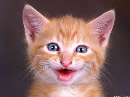 smiles - furry, smiles, ginger, kitten