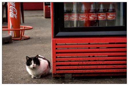 kitty and coca cola - photography, cats, cute, drinks, animalls