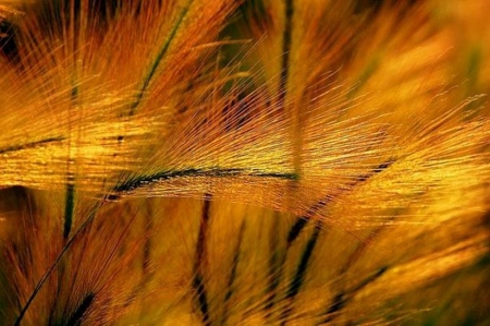 Wheat - beauty, wheat, orange, wallpaper