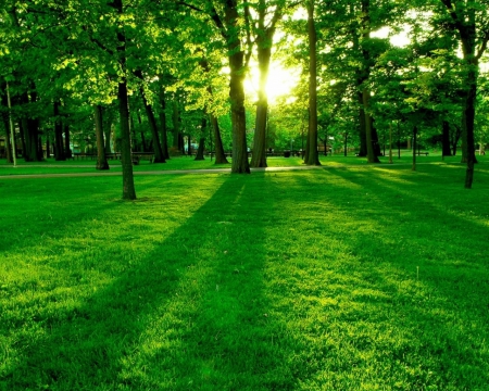 Forest - nature, sunlight, forest, tree, grass