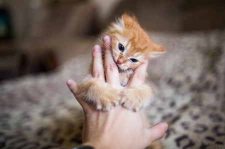 Cat - sleepy, cute, beautiful, cat, sleeping, kitty, cats, hat, cat face, paws, face, animals, pretty, beauty, sweet, kitten, lovely