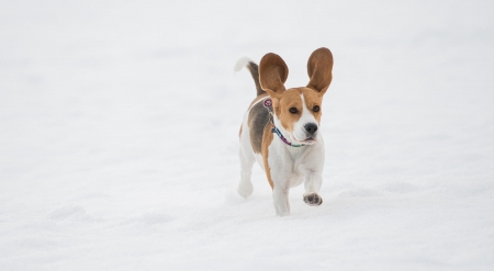 Beagle - pretty, beautiful, dog face, puppies, lovely, playful dog, sweet, playful, dogs, cute, face, puppy, animals