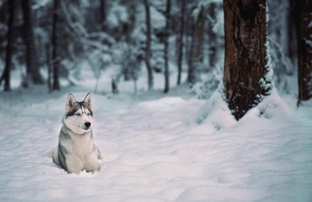 Husky - face, pretty, playful dog, cute, animals, beautiful, sweet, puppy, playful, dogs, puppies, lovely, dog face