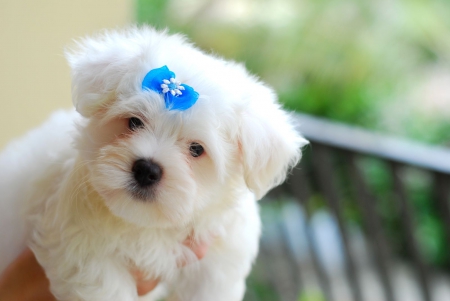 Dog - puppy, animals, lovely, face, dog face, playful, pretty, beautiful, dogs, playful dog, sweet, cute, puppies