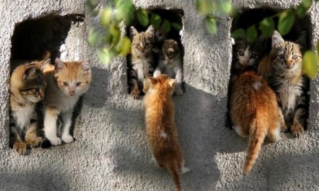 It's difficult to climb - wall, cats, it is difficult to climb, climb, cute