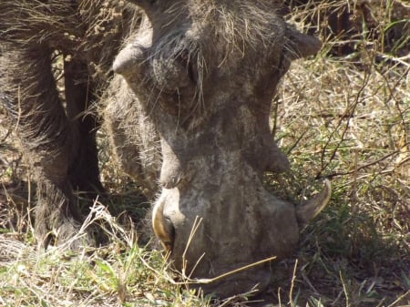 Kruger National Park - Warthog Foraging - kruger national park, warthog foraging, warthog, warthog eating, warthog at kruger, kruger