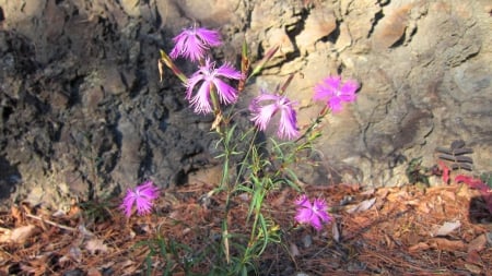 Wild flower - mountain, lovely, pink, wild flower