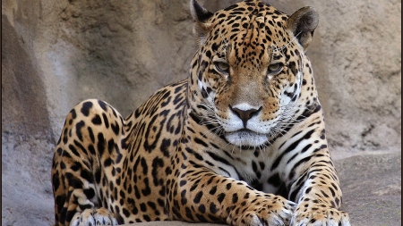 leopard - big cats, leopard, predator, special, beautiful, jungle, photoshop, camaflauge