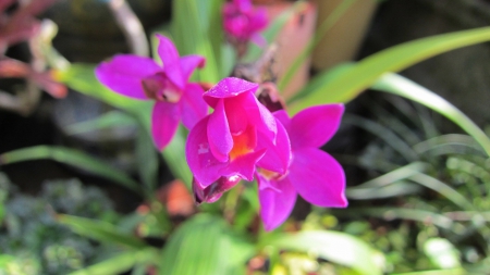 Beautiful flower - beautiful, flower, brightly  flower, pink