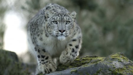 snow leopard - special, predator, leopard, jungle, photoshop, beautiful, camaflauge