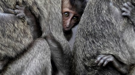 monkeys baby - primate, monkeys baby, national geographic, animals