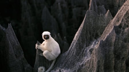 ape - primate, wallpaper, animals, rocks