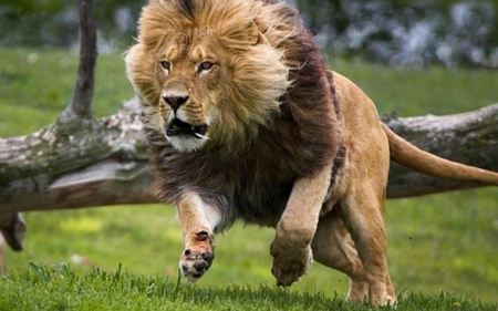 lion - male, lion, animals, running, big, wallpaper