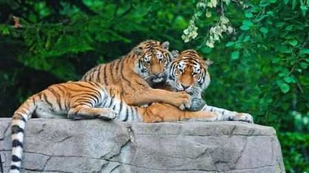 love - special, predator, jungle, photoshop, beautiful, camaflauge, tigers