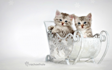 Kittens - winter, rachael hale, cat, christmas, sledge, white, kitten, silver, cute