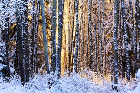 Winter Forest - sunrays, trees, snow, sunlight