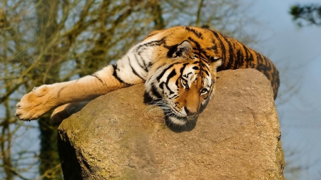 lazy Tiger - background, animals, tigers, blurred, rocks